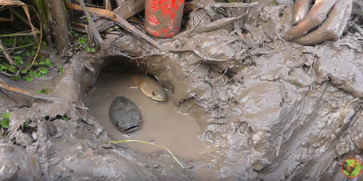 Рыба вышла к поверхности воды для дыхания