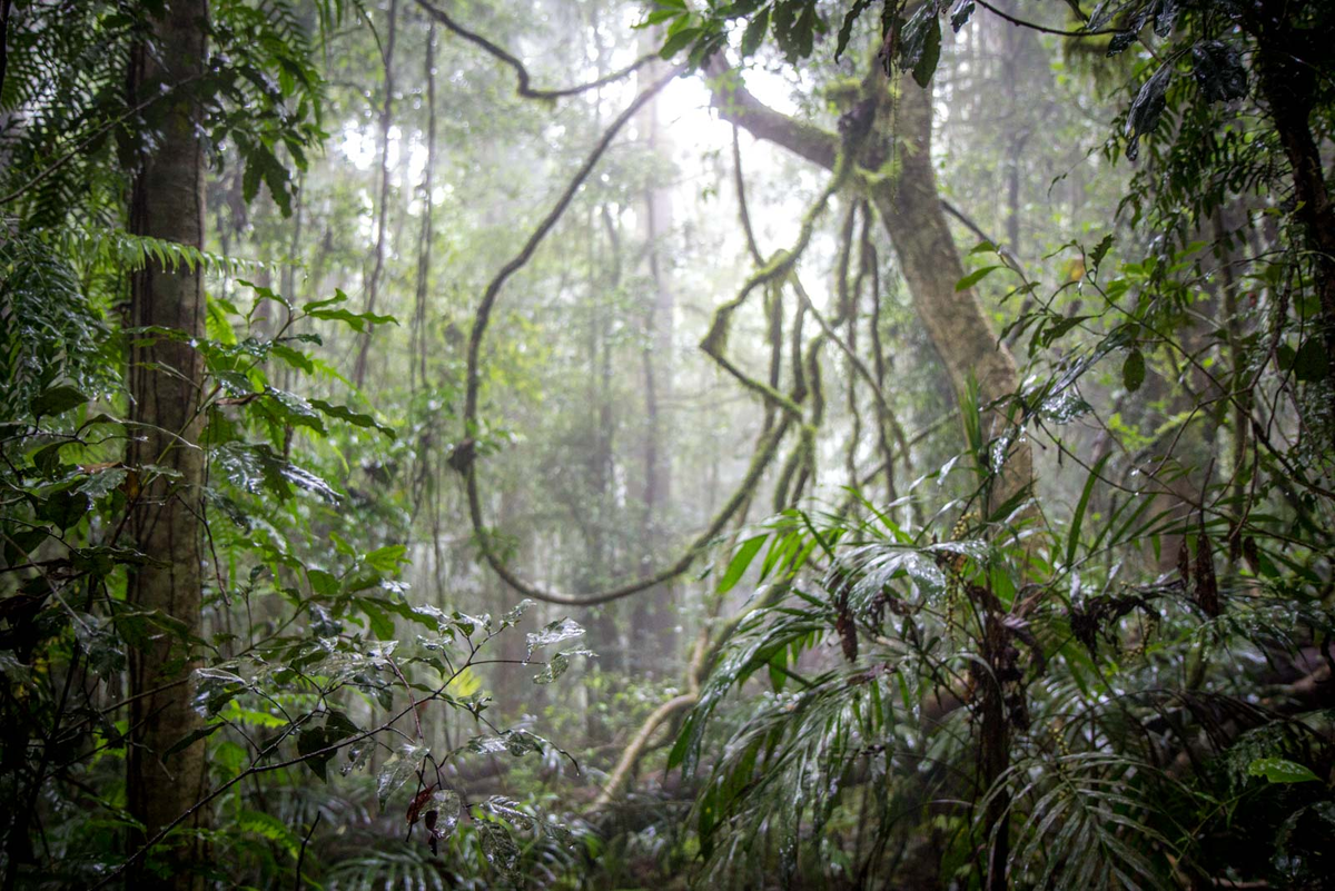 Тропические леса Австралии. Дождевые тропические леса Австралии. Дождевой лес Австралии. Субтропические дождевые леса.