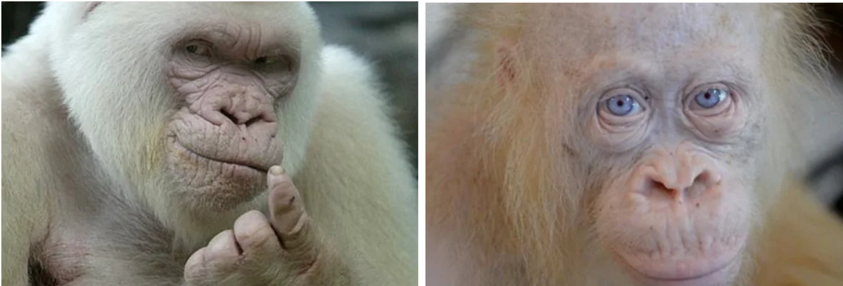 эволюция продолжается перманентно