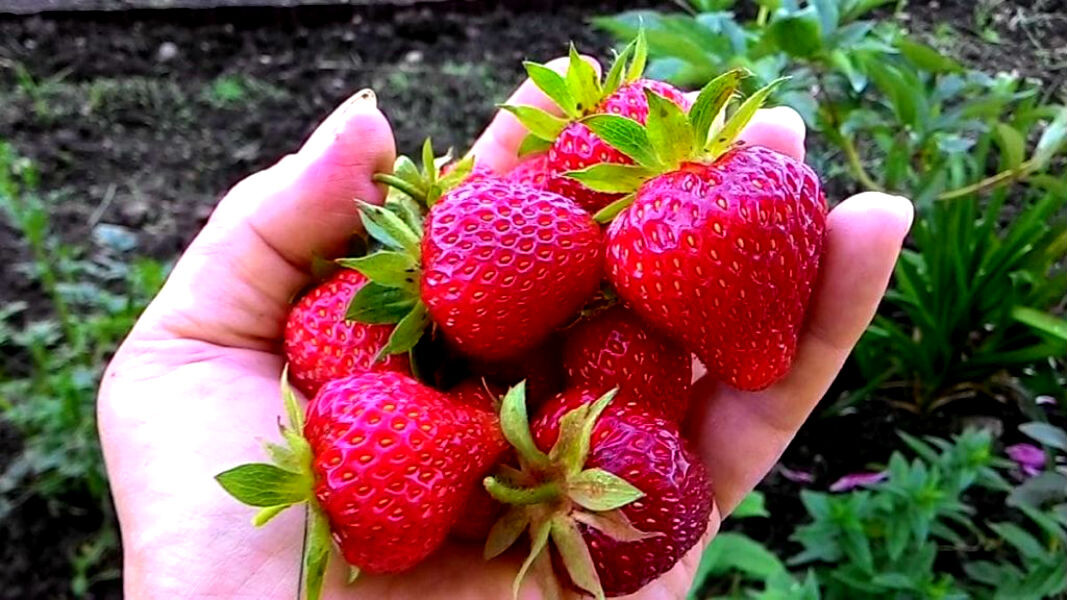 ТОП 5 сорта клубники