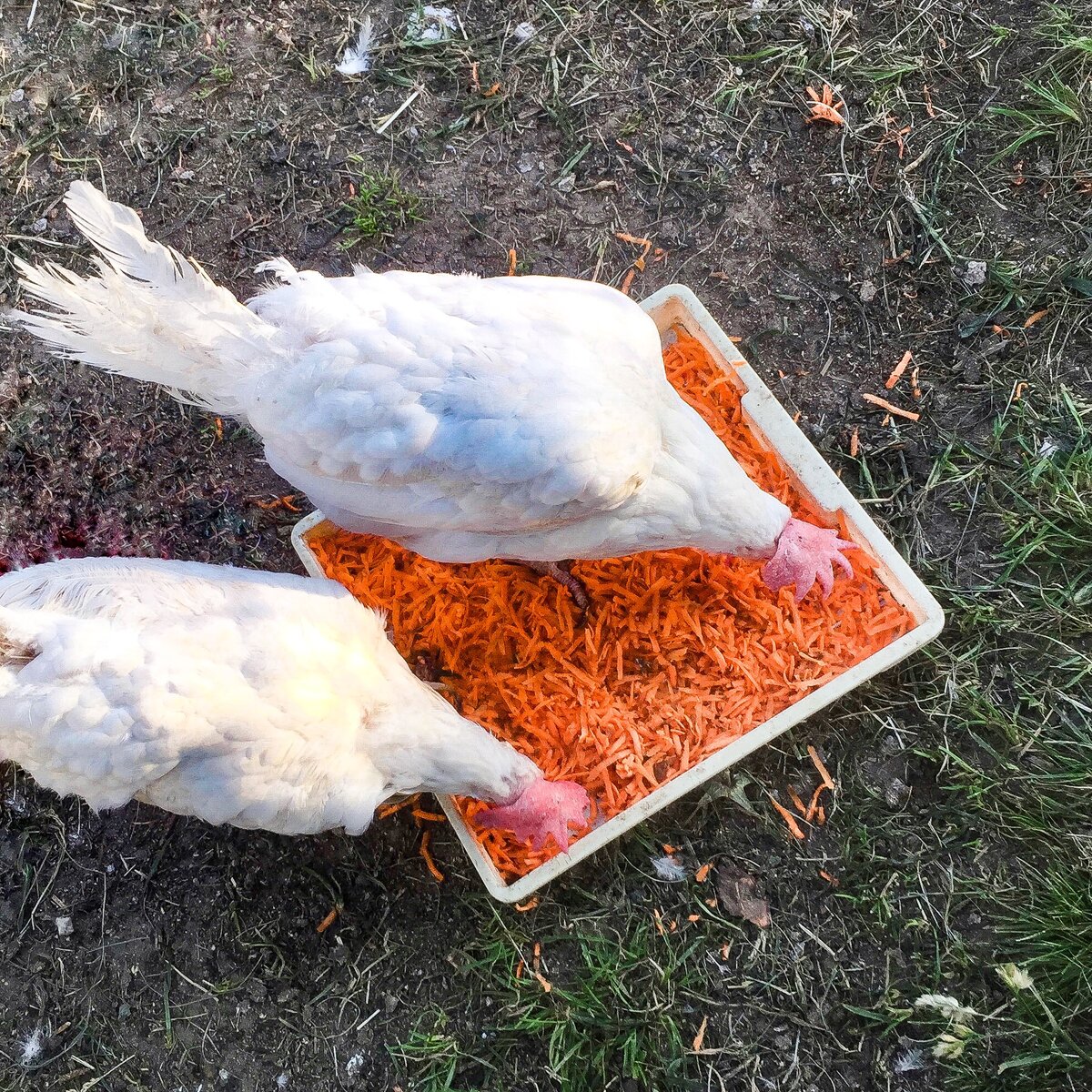 На курочках быстро отрастают пушистые перья.