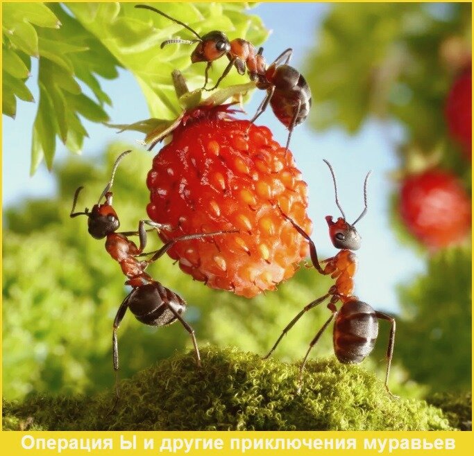 Сад и огород, участок, растения, ягоды, овощи, полезные советы, растения