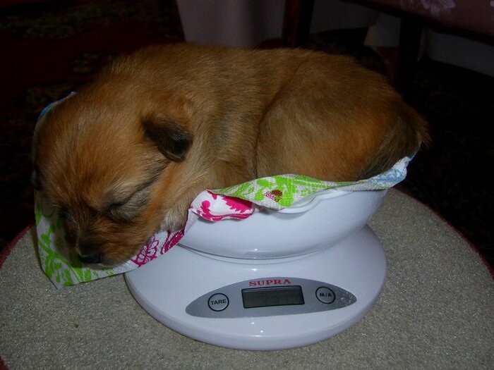 Мышка на взвешивании