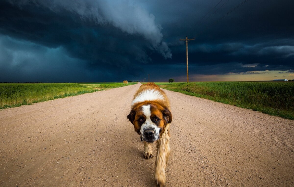 фото с сайта https://www.goodfon.ru/wallpaper/sobaka-doroga-nebo.html