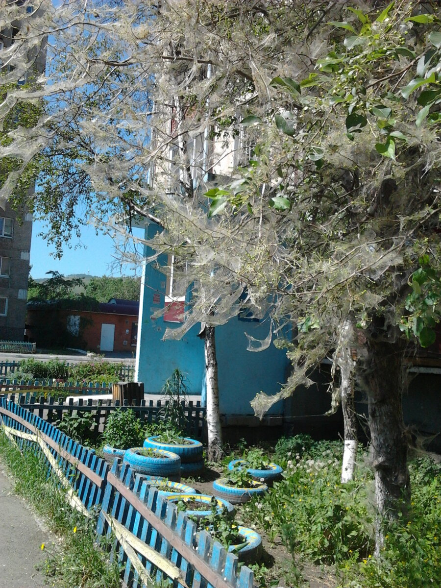 20.06.2019 г. Чита, 1 мкр