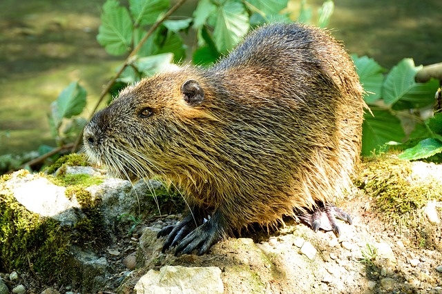 Фото: pixabay.com