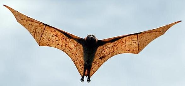 Самое большое рукокрылое животное на Земле. Обитают эти летучие мыши на Филиппинах. Размер тела лисицы – около 55 см, вес – 1,5 кг, а вот размах крыльев очень солидный – до 1,8 метра.