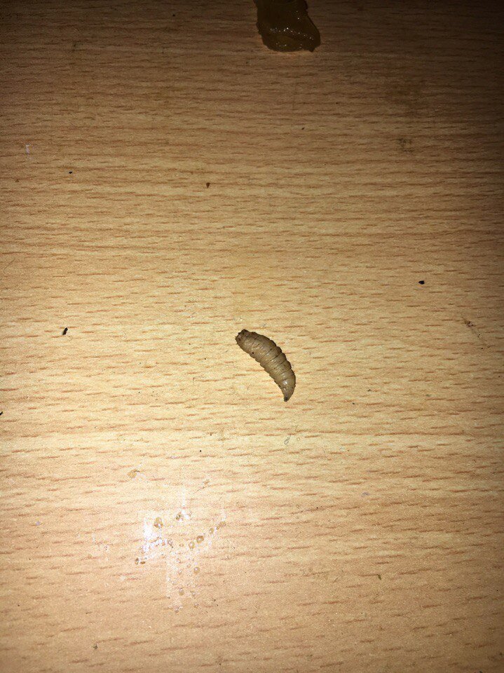 Видели когда нибудь такое чудо у себя на столе?)