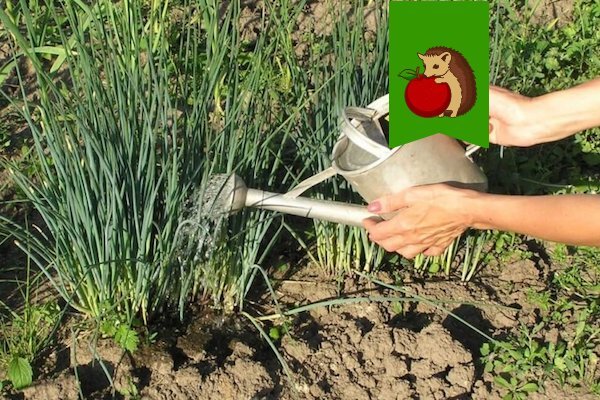 Можно ли содой полить лук. Порей лук подкормки