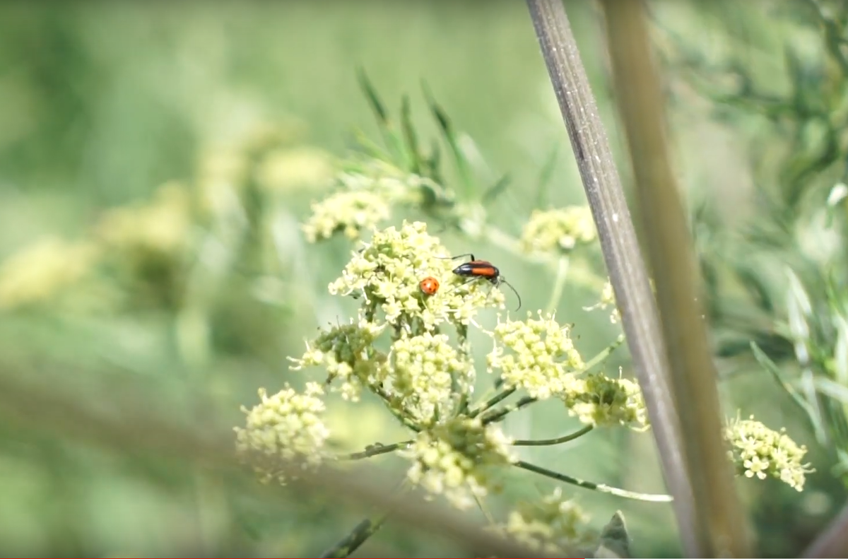 Монстры в огороде, которых нельзя убивать! Кто ест тлю? | Garden-Zoo.ru |  Дзен