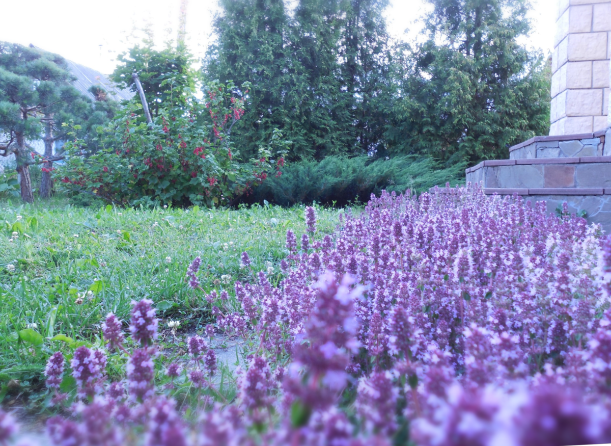 Тимьян первый раз цветёт в середине лета