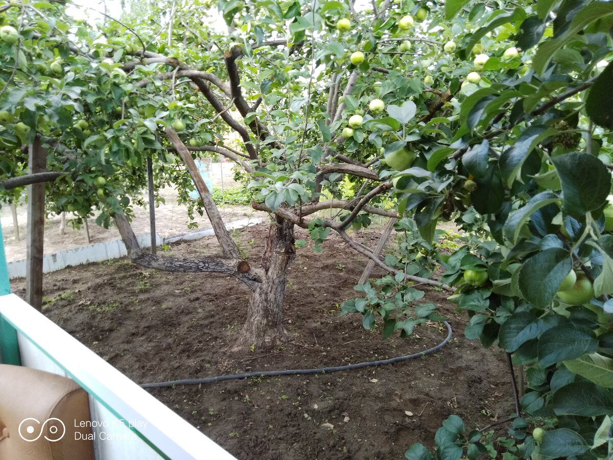 Кусочек дачи. 