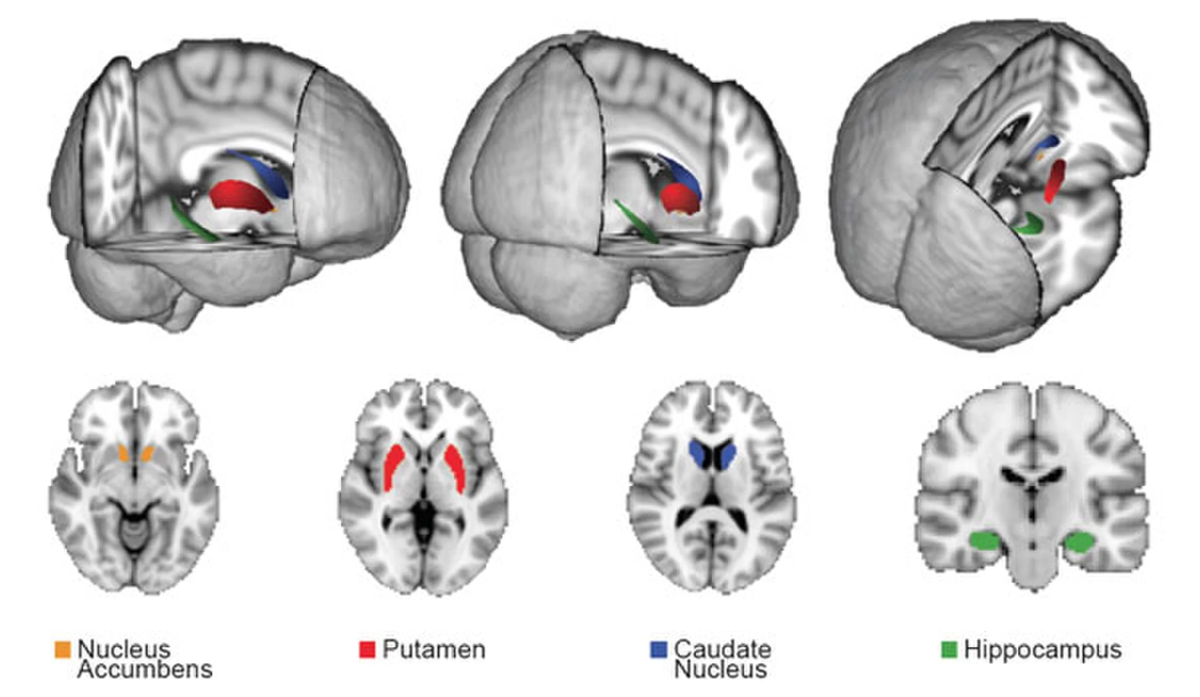 Области мозга активные при игре на приставке или компьютере