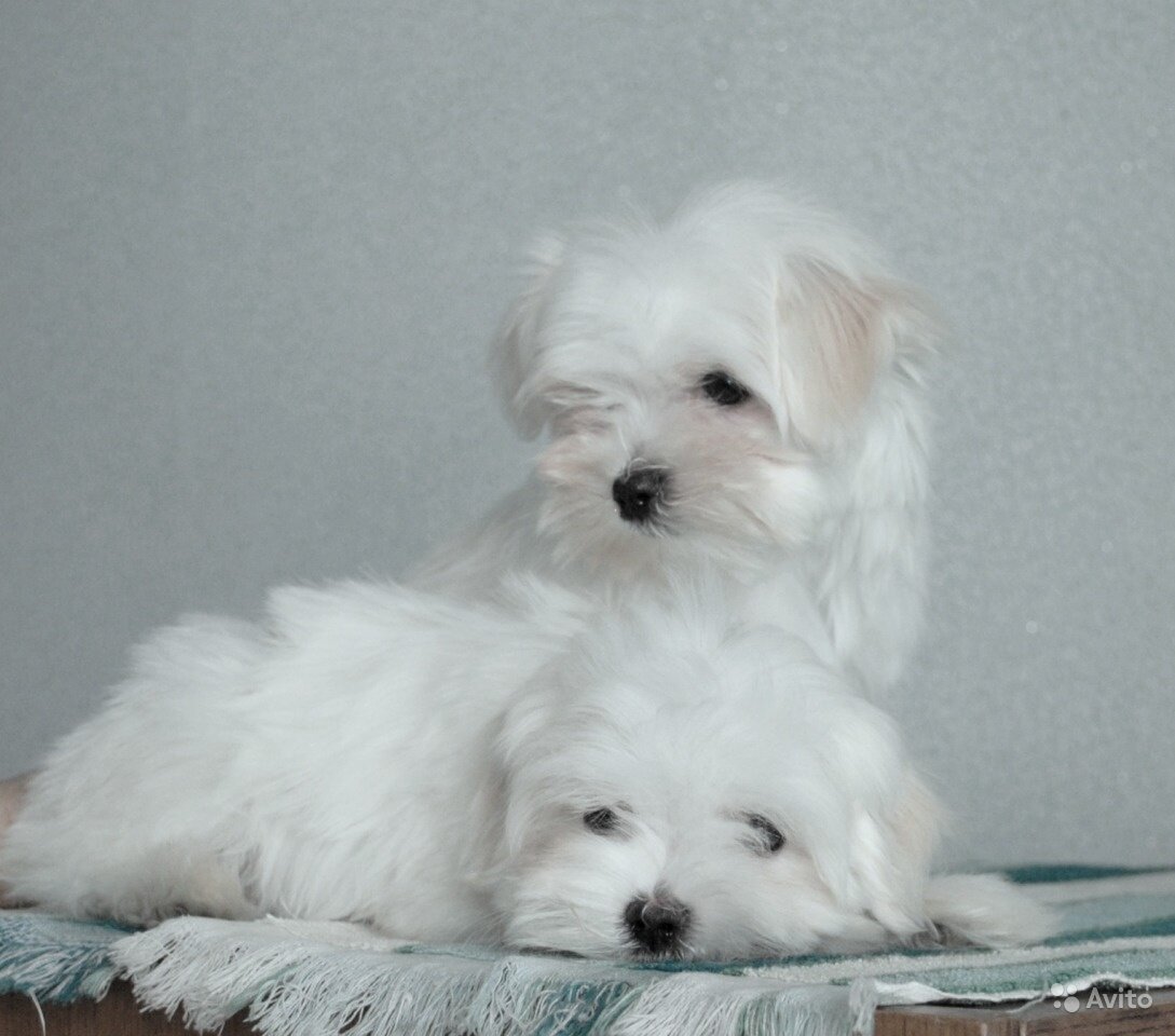мальтийская болонка мальтезе. щенки мальтезе москва. мальтезе купить москва. болонка мальтезе беби фейс. мальтийская болонка.