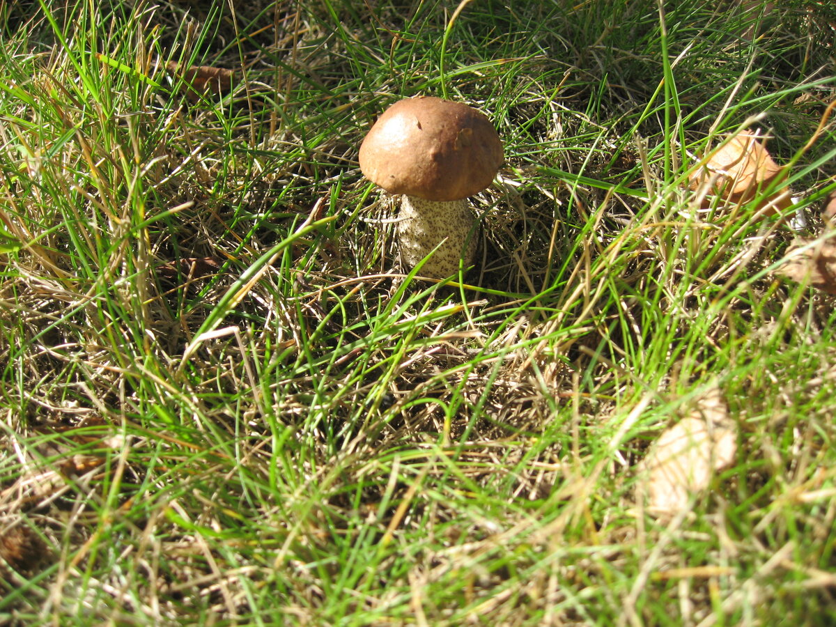 Собственноручно выращенный грибок