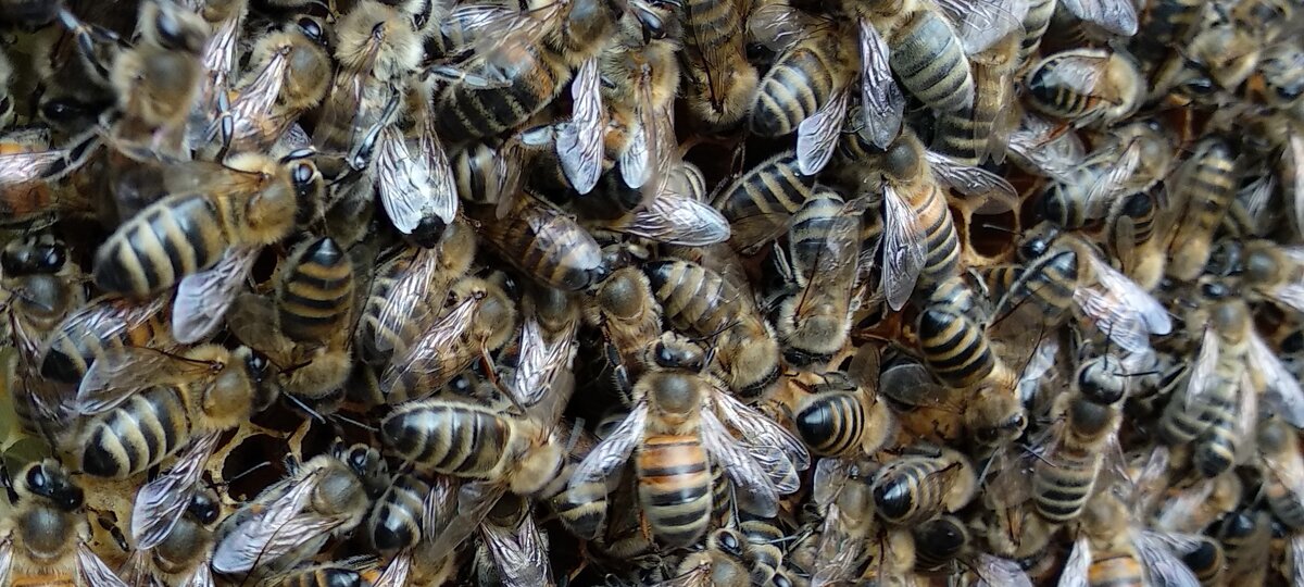 Пчёлы на сотах