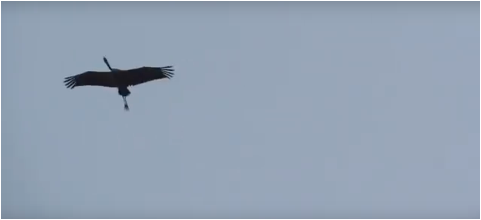 И безответственный журавль гнездо захочет обрести...