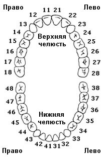 Строение зуба человека, зубы верхней челюсти