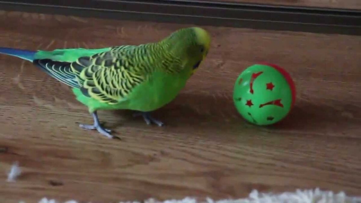 Урок для попугая привет