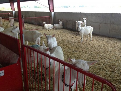 1. Ферма по разведению коз с геном паука при Университете штата Юта (Utah State University (USU) Spider Goat Farm), штат Юта, США.

Скорее всего, вы никогда не слышали о козах с геном паука, и именно поэтому это генетически модифицированное животное попало на вершину нашего списка. 

