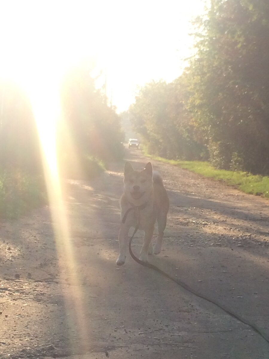 Прогулка на закате. 