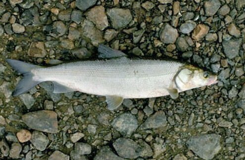 Фото взято с https://yandex.ru/images/