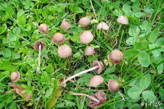 Как отличить ядовитые грибы от съедобных
