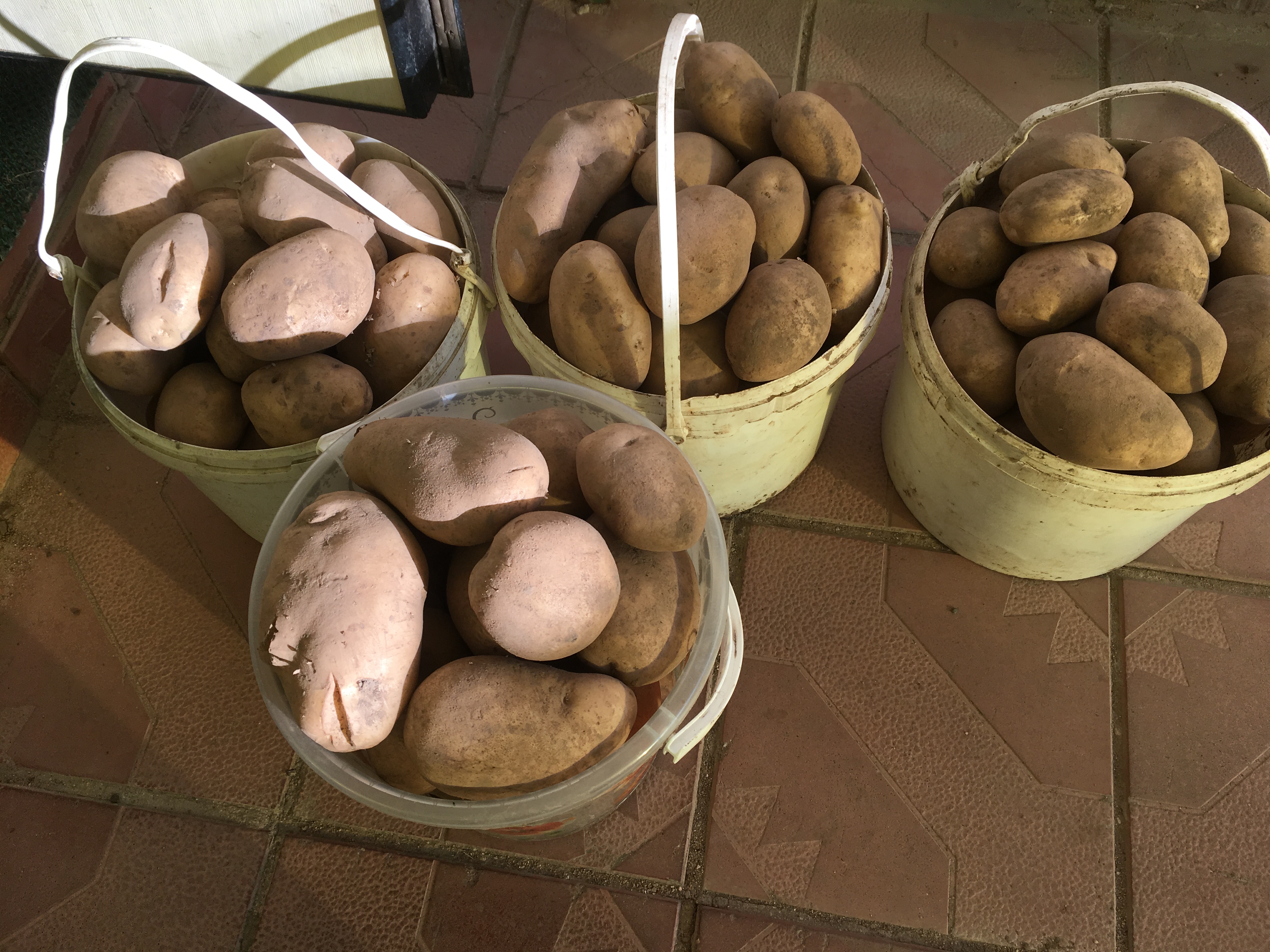 Почти вся картошка очень крупная