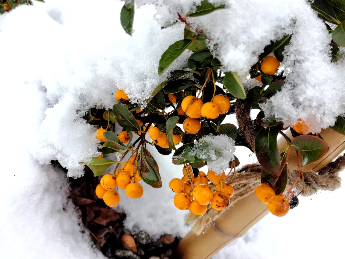 Пираканта зимой