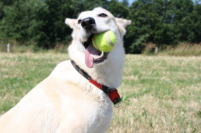 Удивительно, но, как оказалось, теннисные мячики, в которые так любят играть многие собаки, опасны для их здоровья.