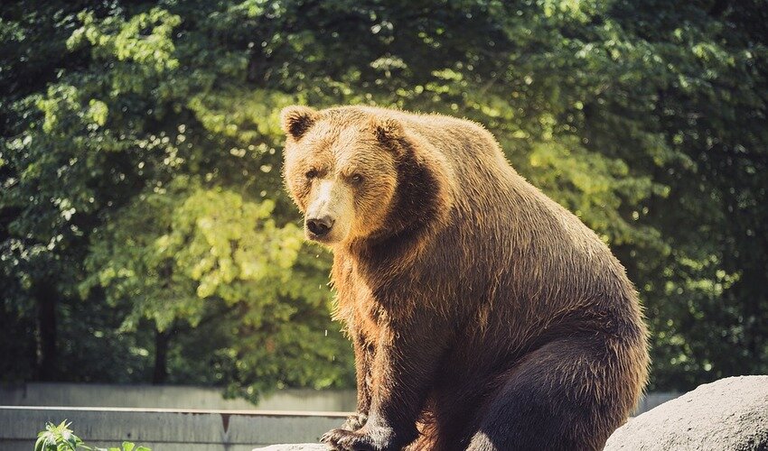 Фото с сайта pixabay.com