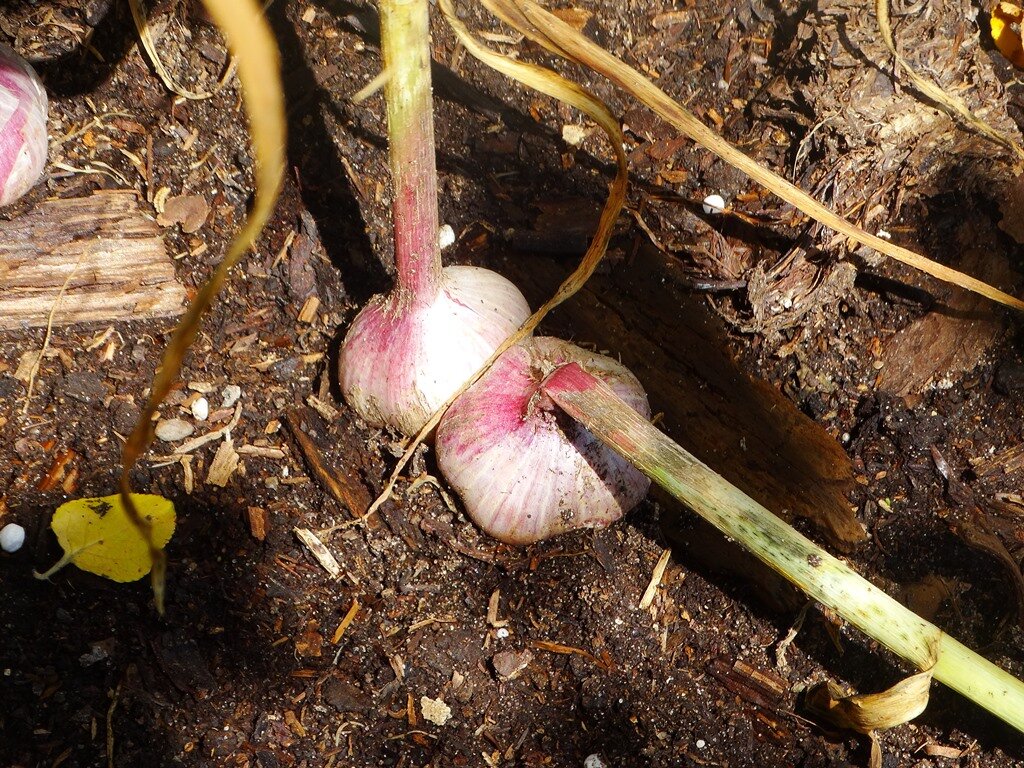 Только крупные луковицы пригодны для посадки чеснока