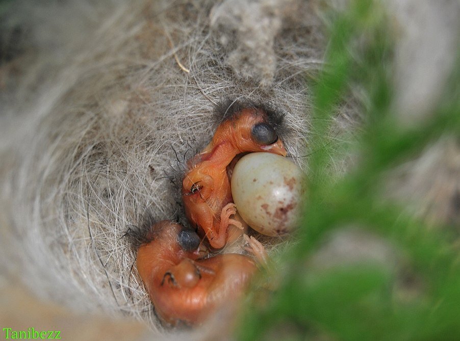 Коноплянка (реполов) / Carduelis cannabina