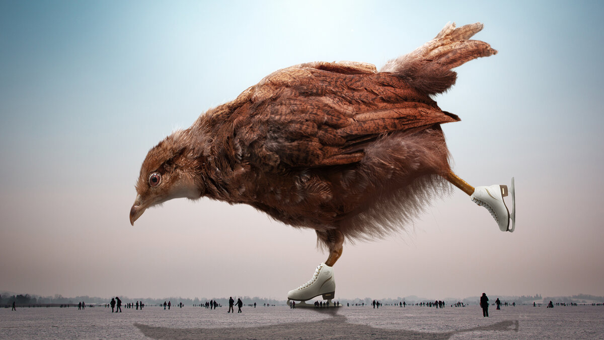 Корова на льду... А курица?)