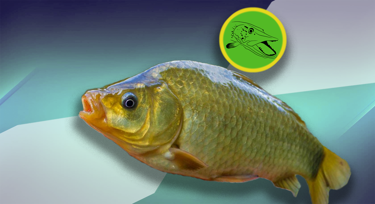 Ставьте лайк и подписывайтесь на канал! Вы поможете развитию канала!