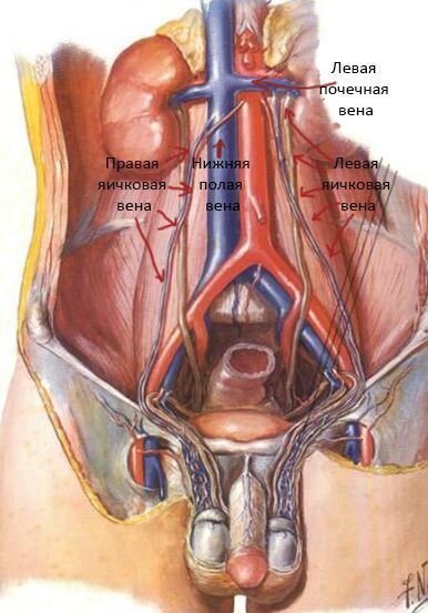 кровоснабжение левого и правого яичка