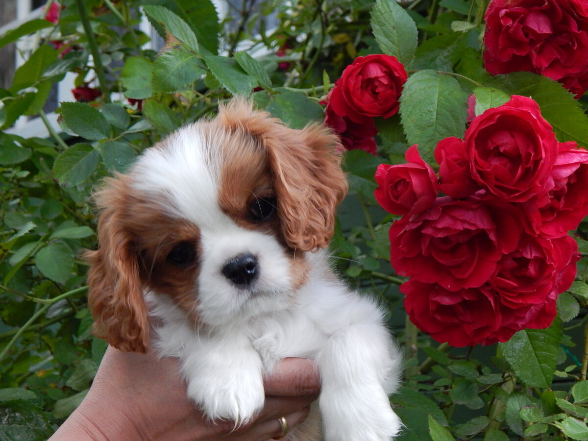 Щенок Кавалер Кинг Чарльз Спаниель окраса бленхейм