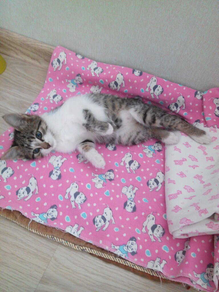 Котенку больно двигаться