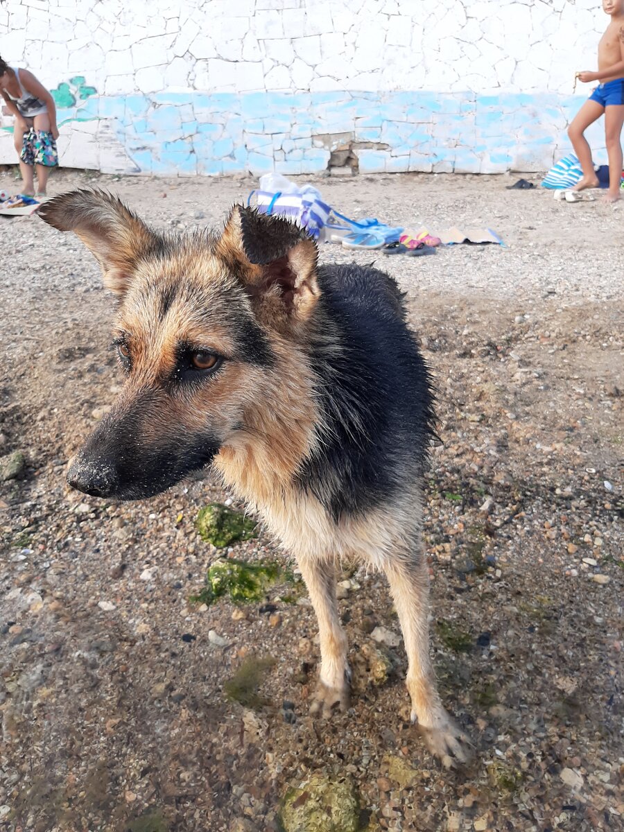 Высматривает добычу