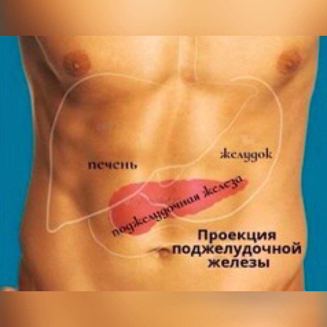 Место под животом. Поджелудочная расположение. Гл находится поджелудочная железа. Гдемнаходится поджелудочная. Расположение поджелудочной железы у человека.