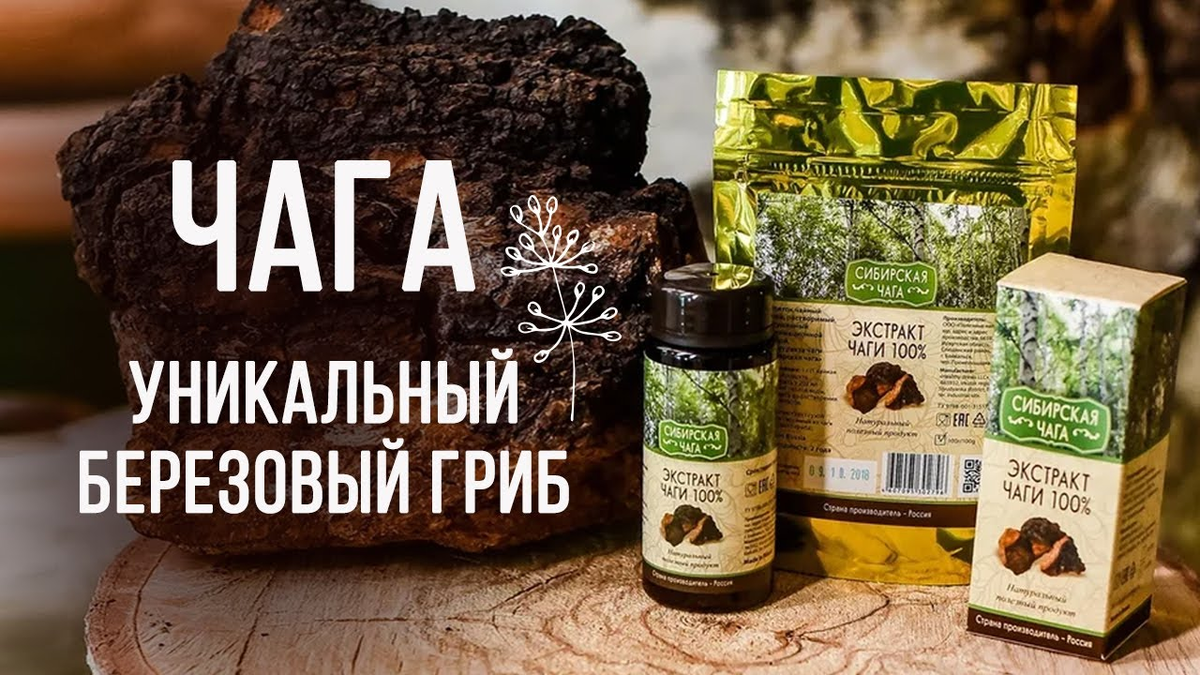 Чага чай польза для здоровья. Сибирская чага гриб. Сибирская чага экстракт. Экстракт березового гриба чаги. Чага Сибирское здоровье.