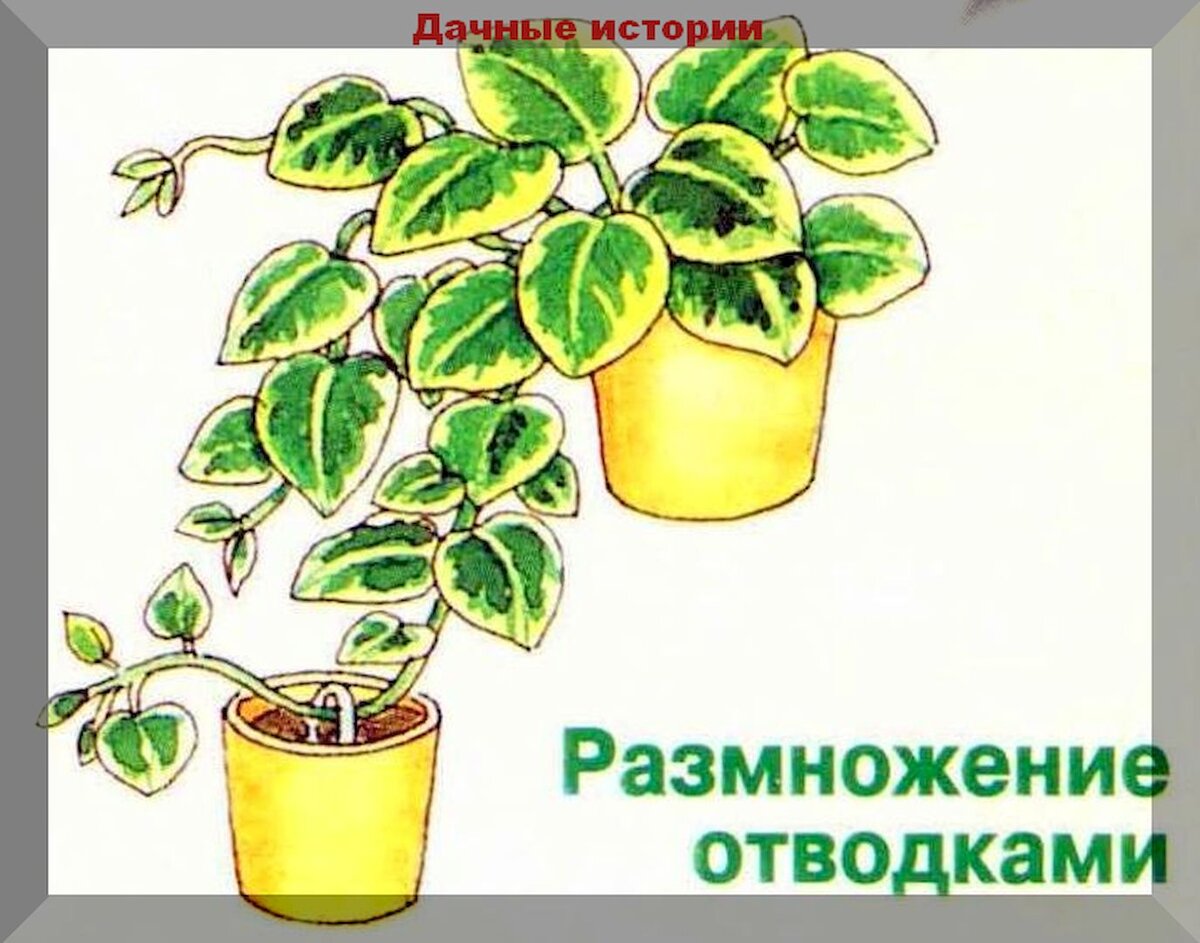 Размножение комнатных растений для начинающих. Подробно, но очень просто |  Дачные истории | Дзен