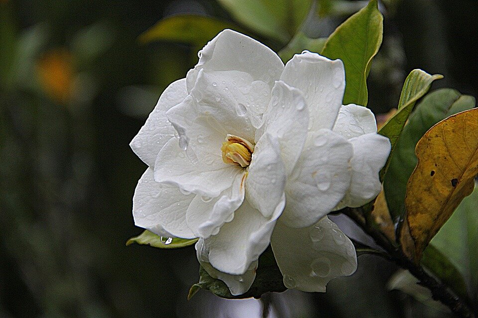 https://cdn.pixabay.com/photo/2013/09/03/19/43/gardenia-178719_960_720.jpg