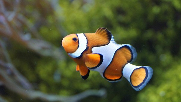 https://cdn.pixabay.com/photo/2014/08/24/19/10/clownfish-426567__340.jpg