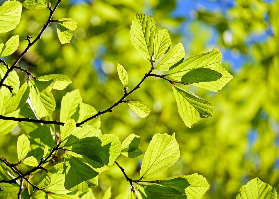 https://pixabay.com/photos/oak-tree-deciduous-tree-leaves-3064187/