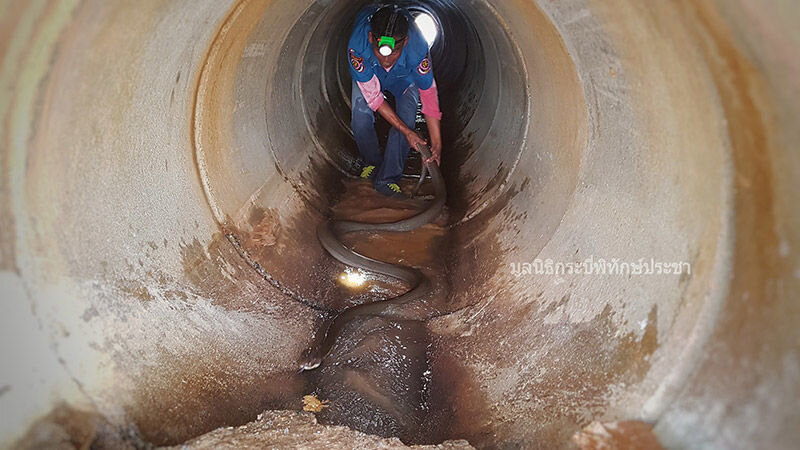Автор фото захвата змеи -  Kapook.com (с)