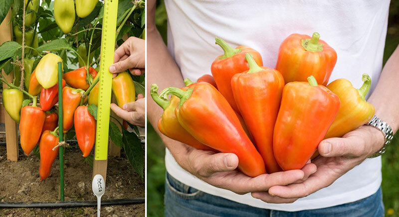 Фотография из открытого источника