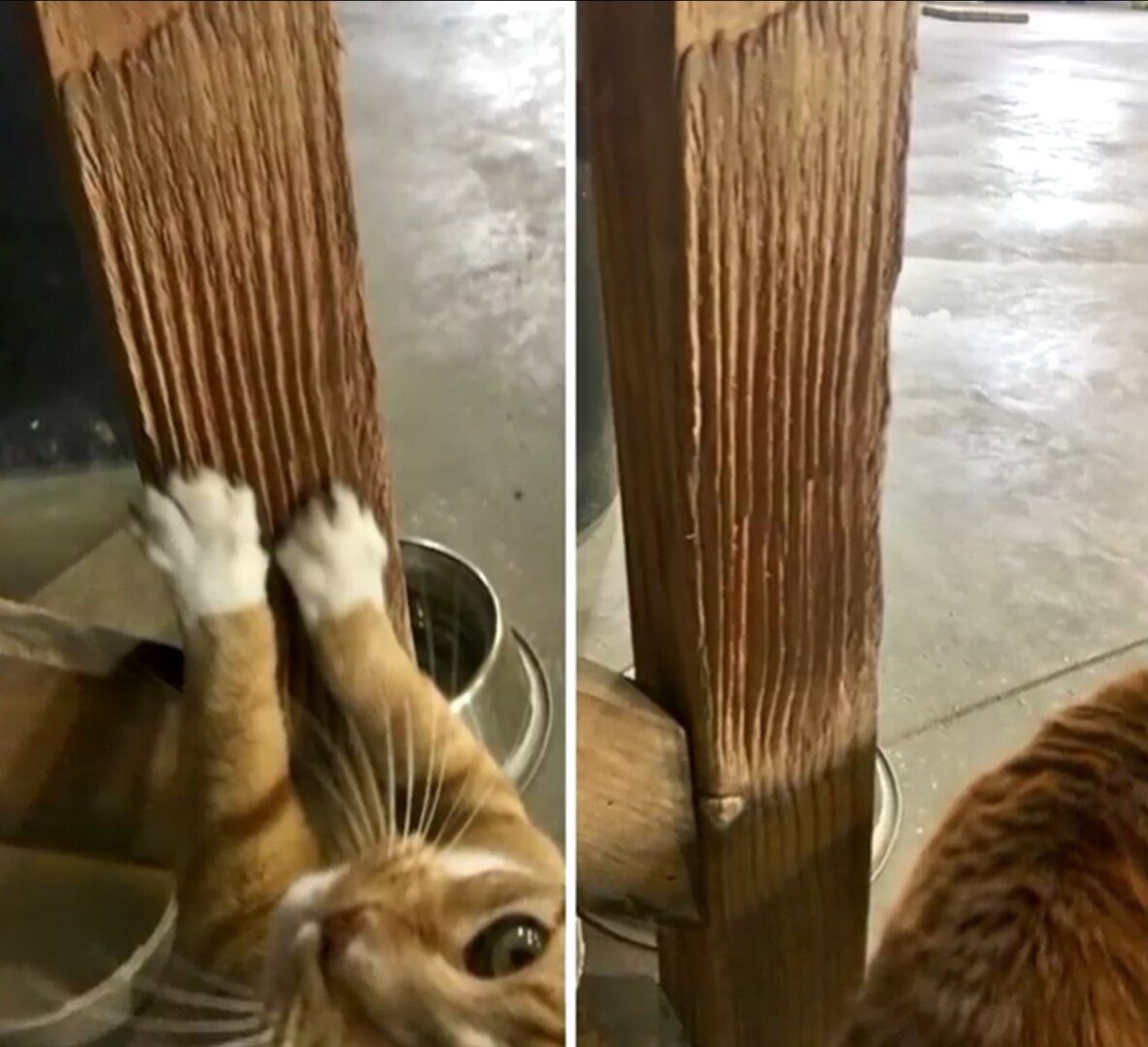 Просто кот так видит 