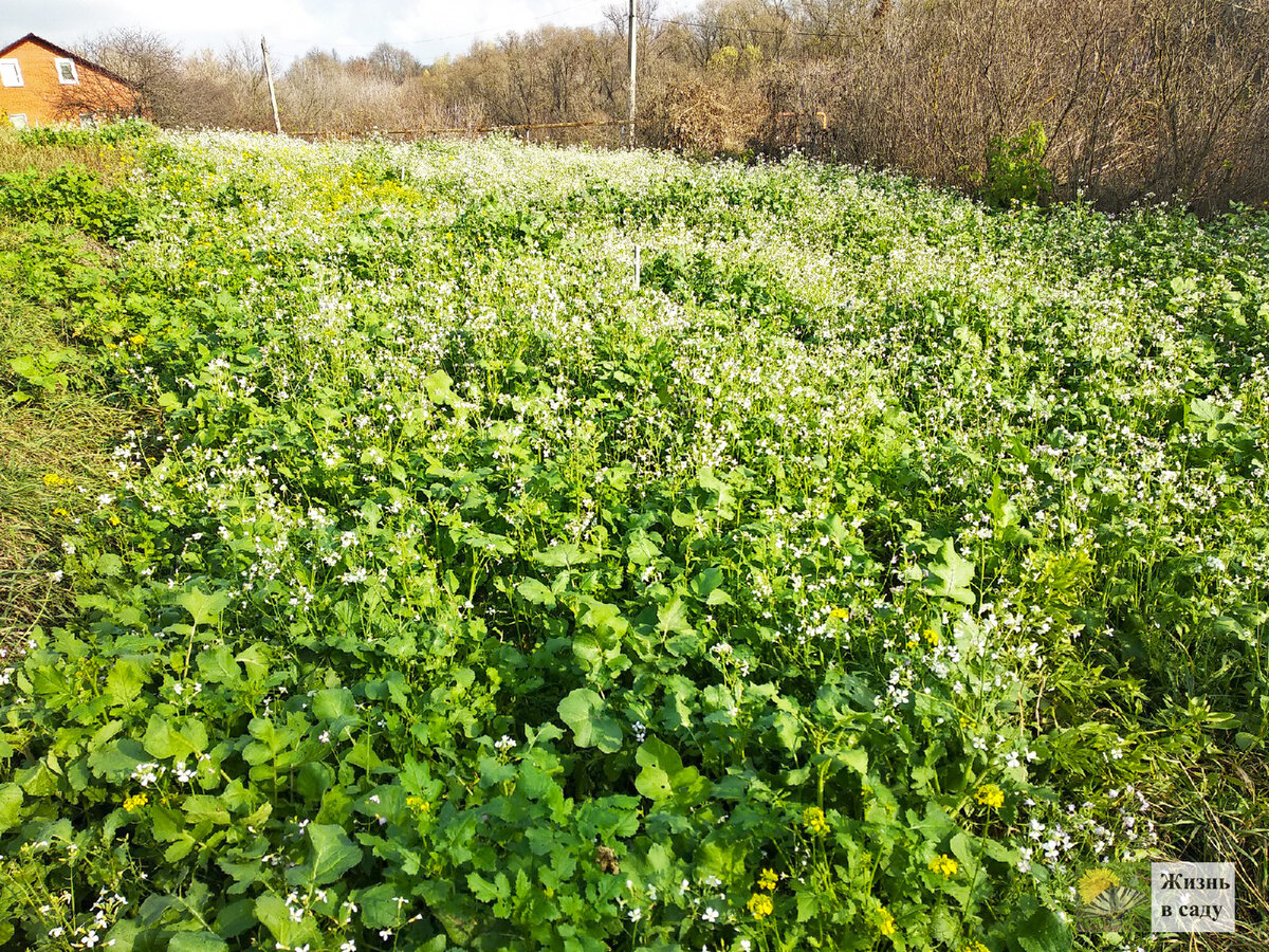 Засеяна площадь, примерно в пять соток. Фото автора (Листайте галерею)
