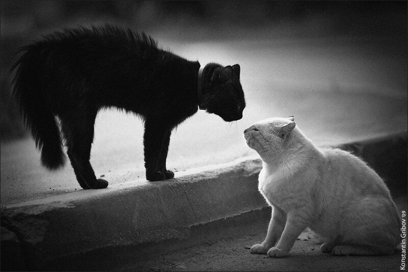 Фото: Яндекс картинки. 